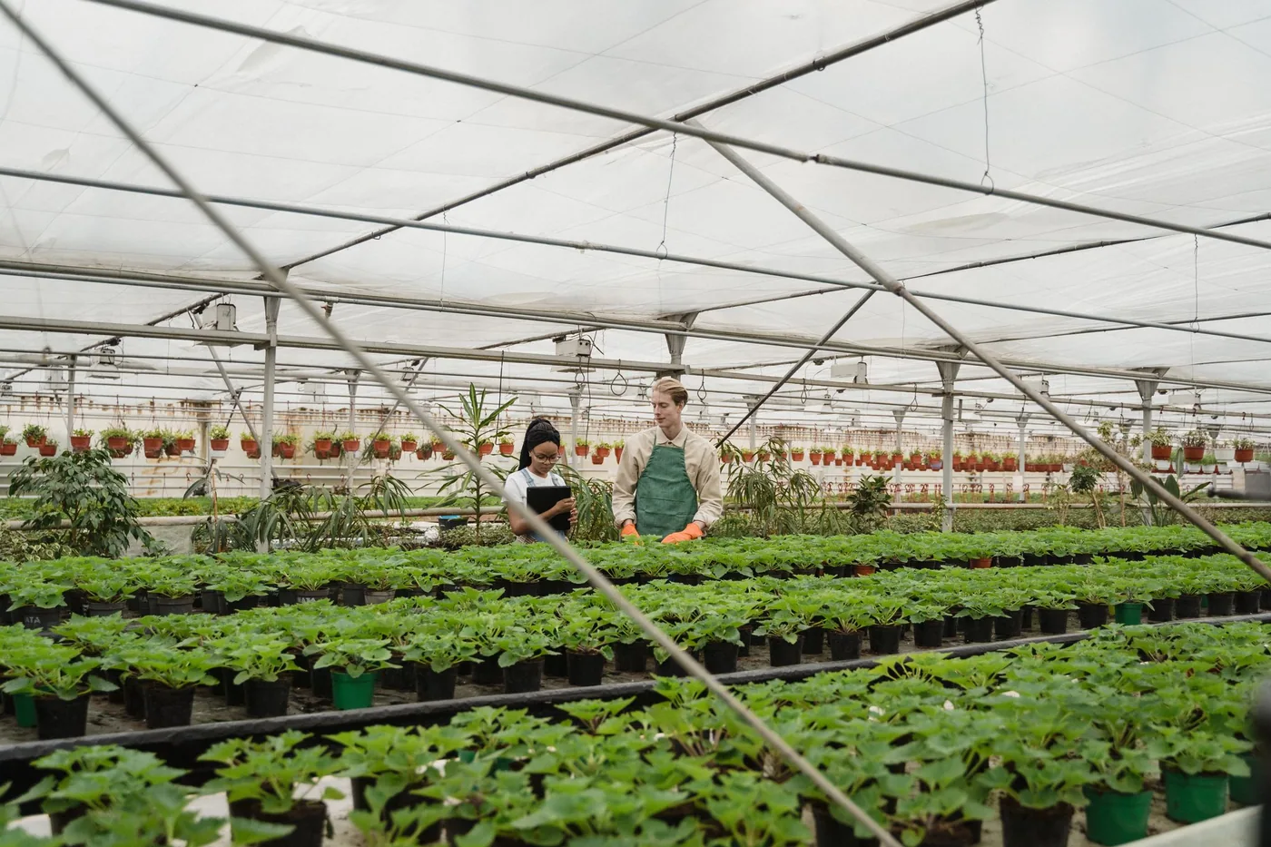 A worker in a greenhouse examining plants in a growing tray at close range.