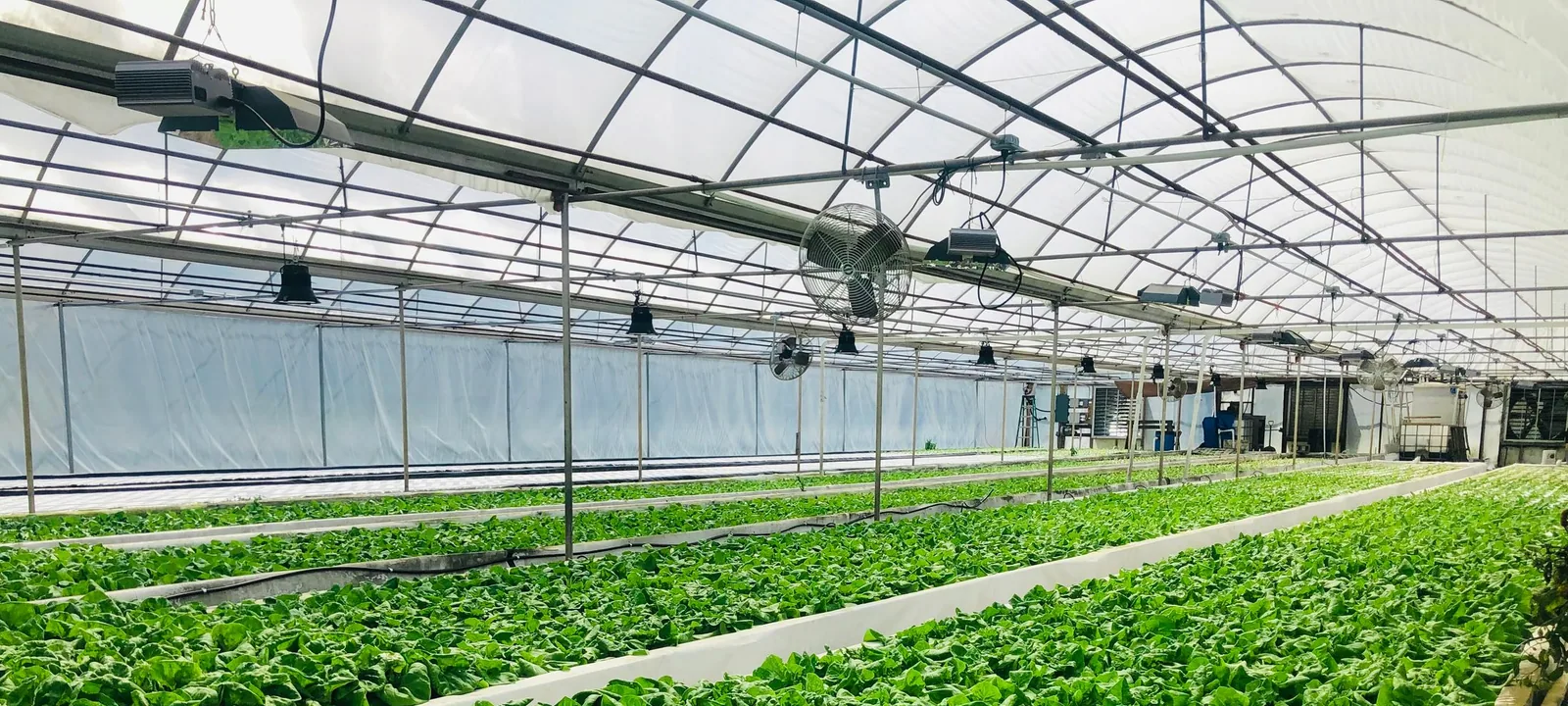 Rows of leafy greens under grow lights in a controlled-environment farm.